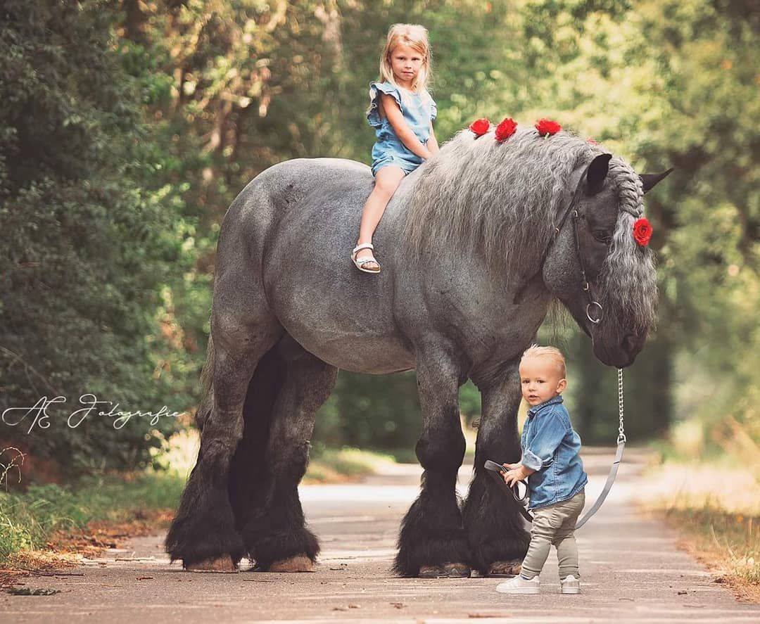 dutch draft horse